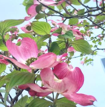 ｈなみづき　4月