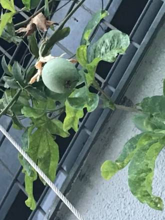 36874932_972522446205709_3308655084702793728_n